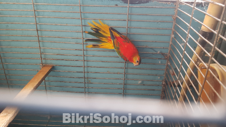 টারকুইজিন পাখি